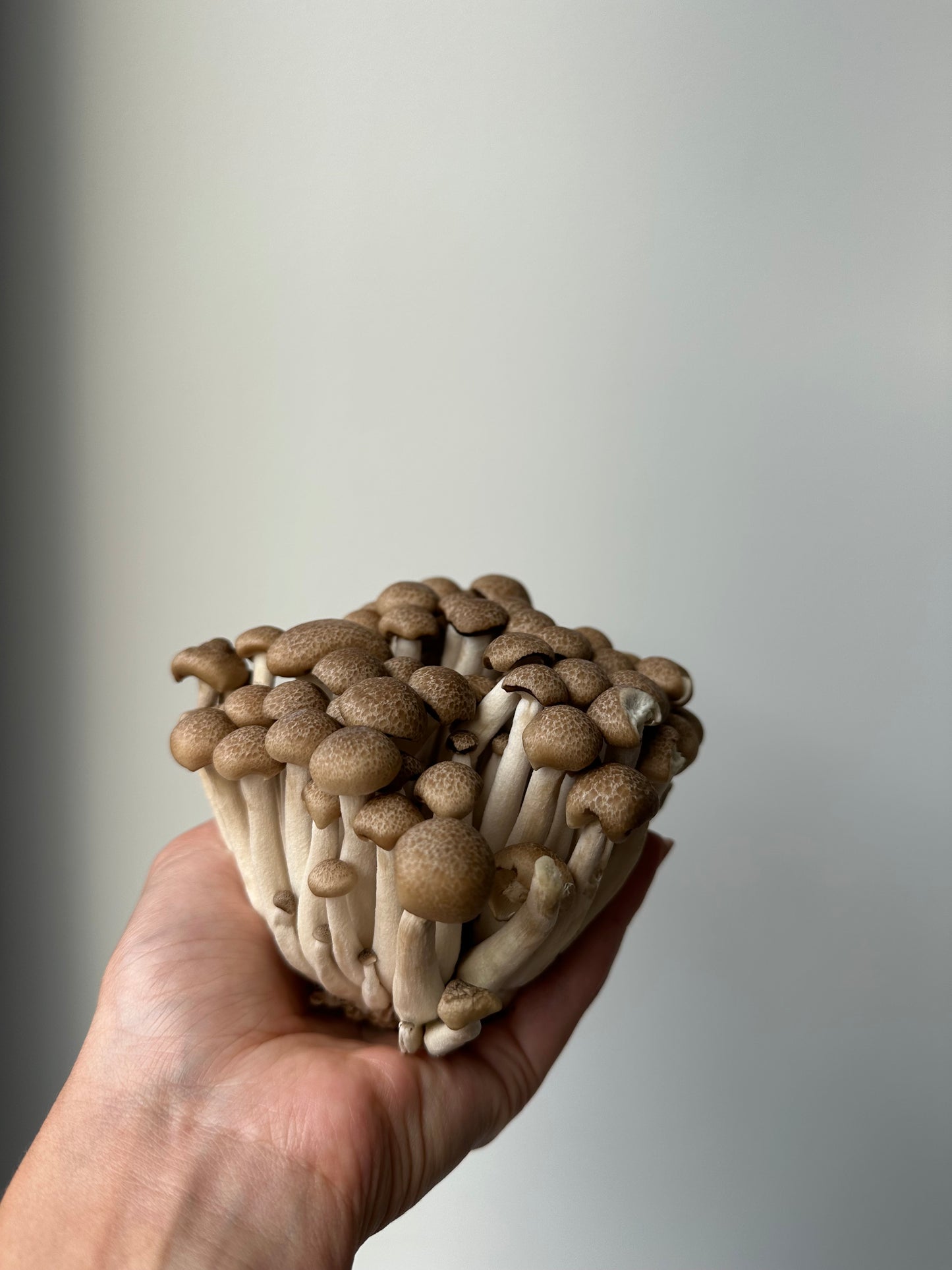 Real Mushroom Charm Necklace